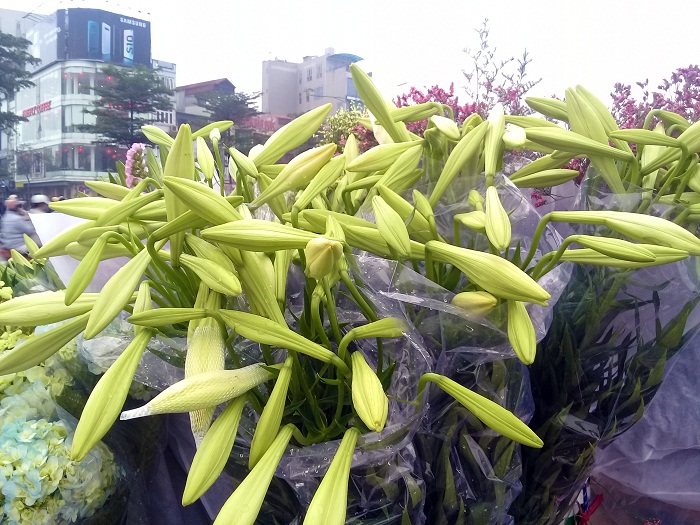 Hoa loa kèn đầu mùa xuống phố, giá từ 30.000 – 50.000 đồng/bó